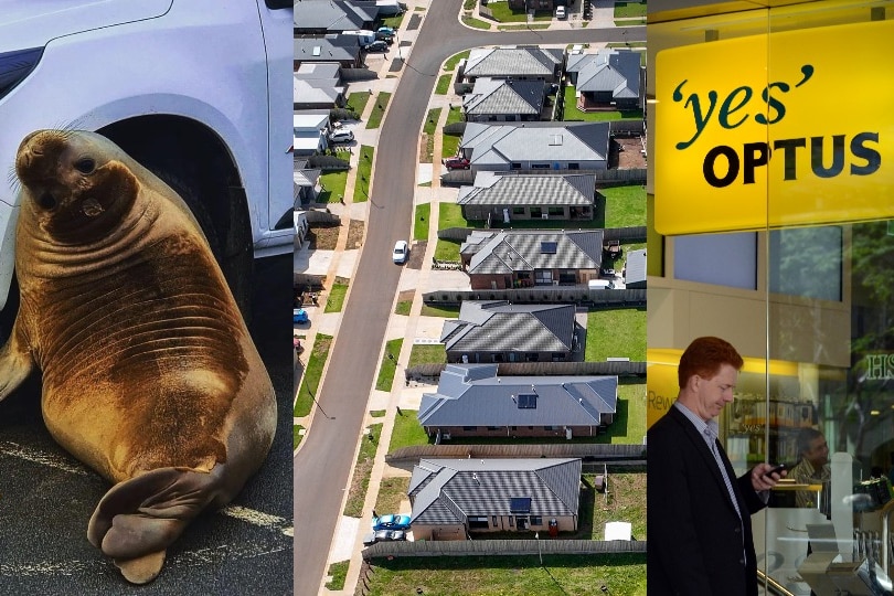 A composite of an image of a seal lying next to a car, an aerial photo of a row of houses, and the front of an Optus store