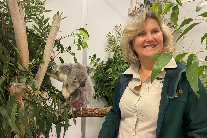 A koala sitting on a brand in ICU and a woman stood beside it