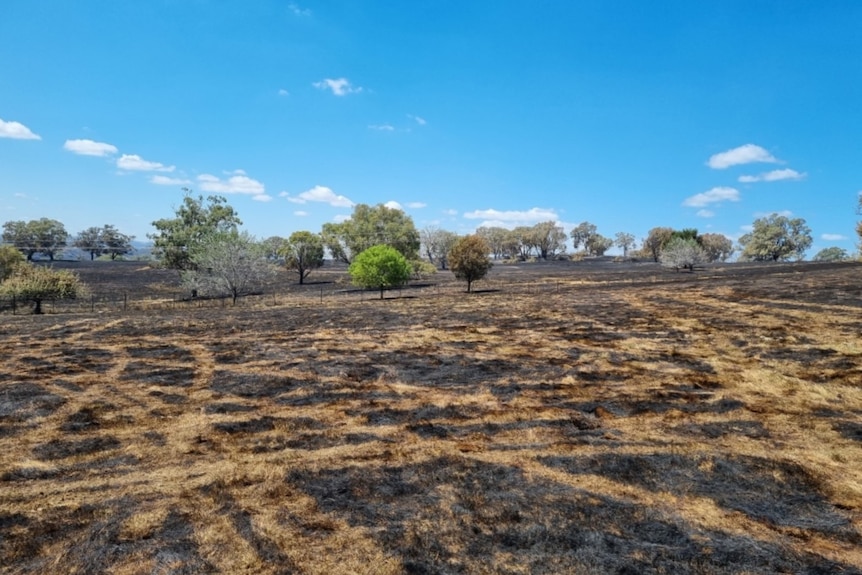 Burnt grass in a paddock. 