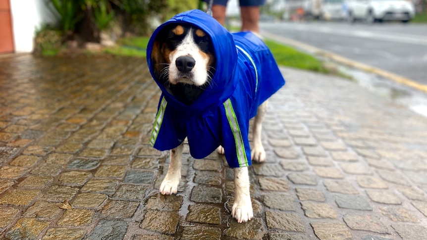 A white poodle cross in a blue hooded jacket being walked in the rain.