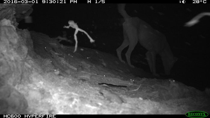 A camera trap captures a frog and a dingo