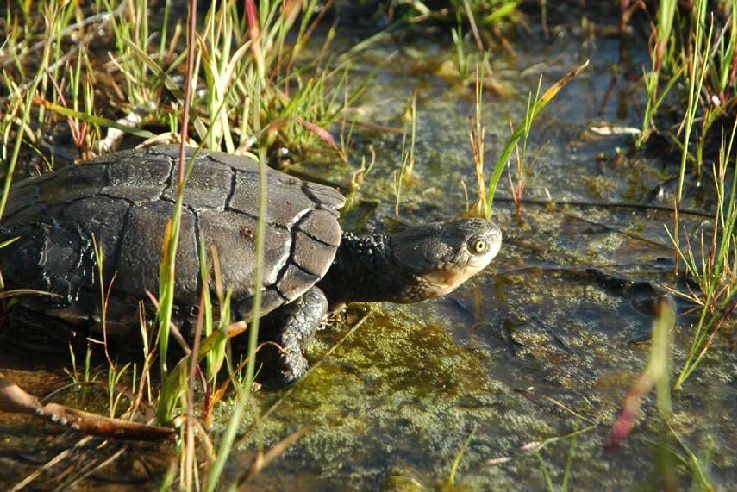 A western swamp tortoise on the edge of the water.