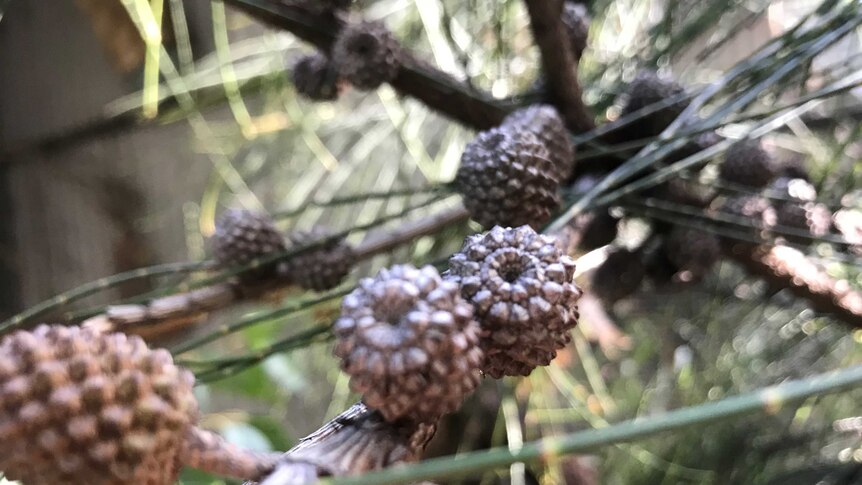 Gloss Black Cockatoos only feed off the seeds of the Allocasuarina sheoak cones.