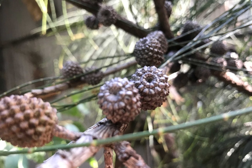 Gloss Black Cockatoos only feed off the seeds of the Allocasuarina sheoak cones.