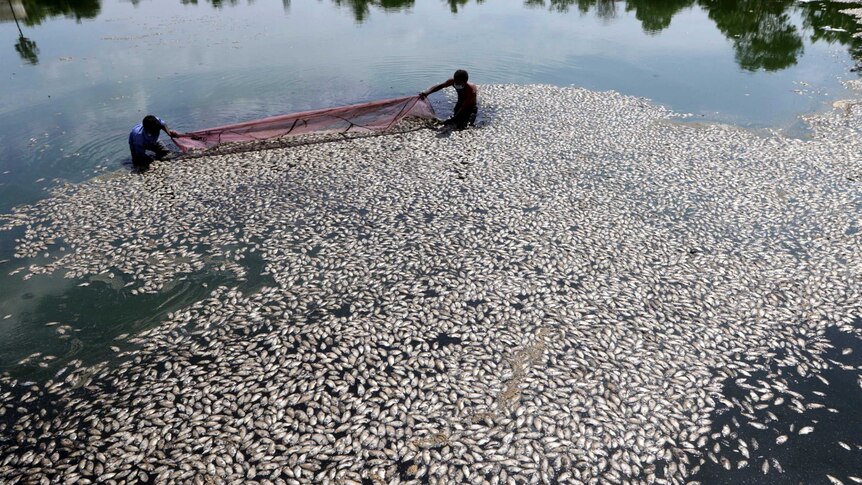 Two men with a net scoop up hundreds of dead fish floating on the top of the water.