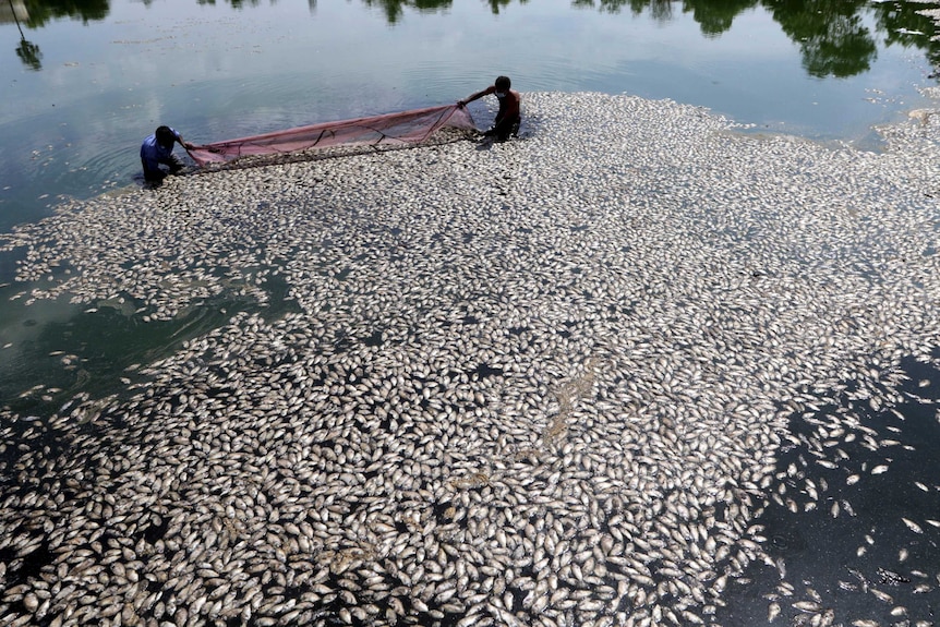 Two men with a net scoop up hundreds of dead fish floating on the top of the water.