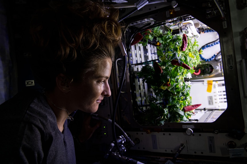 A female astronaut is pictured looking a chili pepper plant that is being grown inside the ISS Advanced Plant Habitat