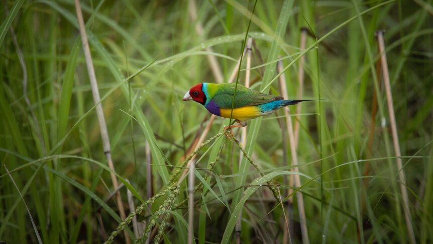Male Gouldian finch on stem of grass