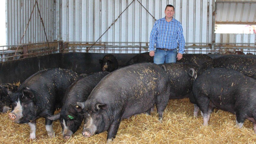 A man stands behind a group of large black Berkshire pigs