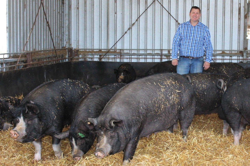 A man stands behind a group of large black Berkshire pigs