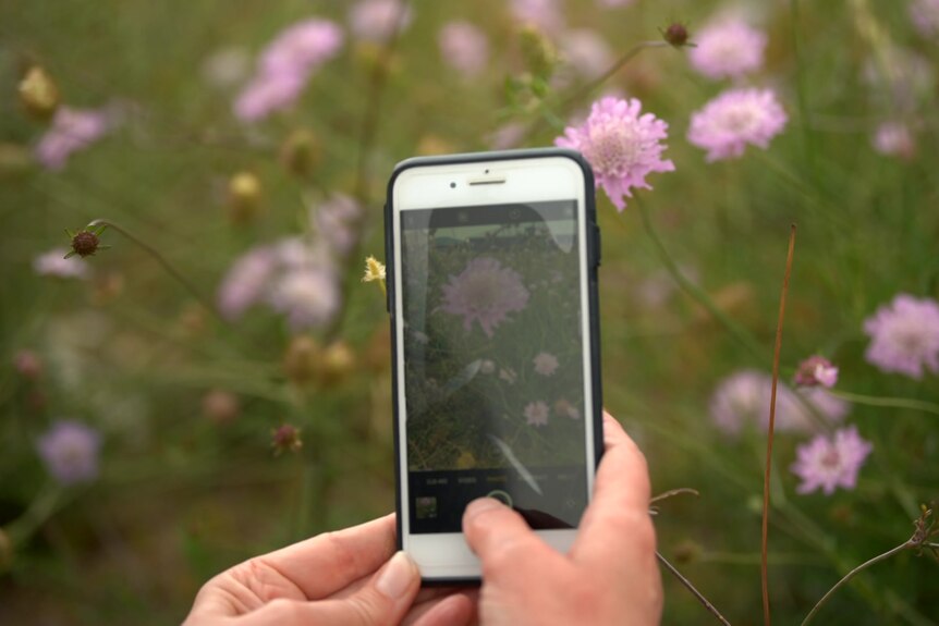 A person holding an iPhone about to take a photo of a pink flower.