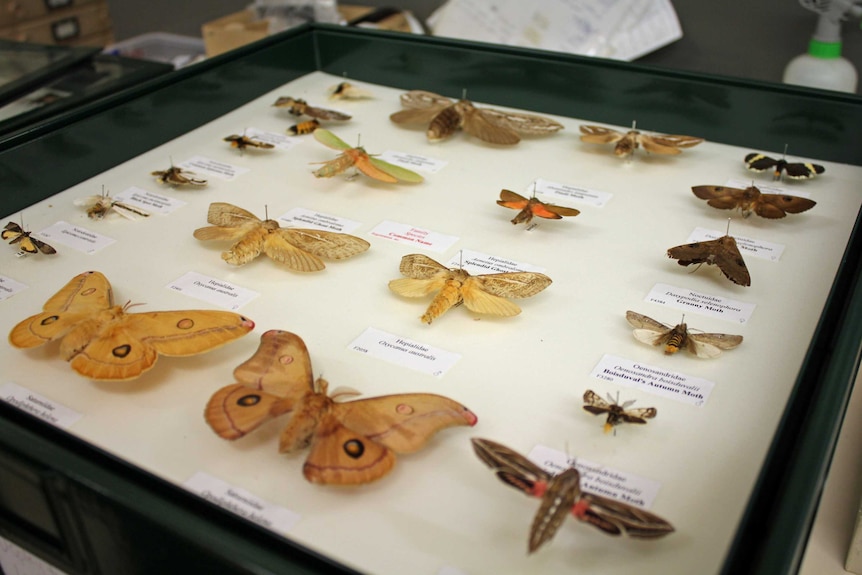 A display case of moths