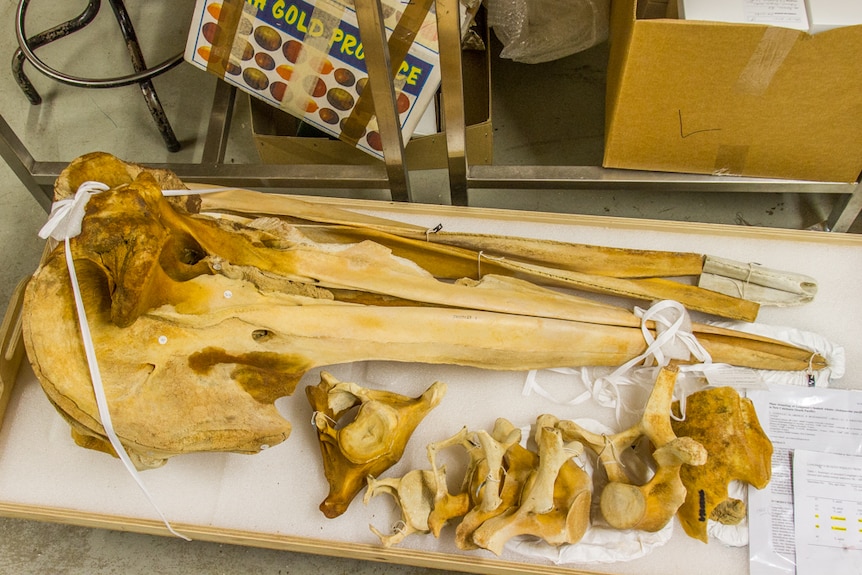 The large skull of a beaked whale from New Caledonia.