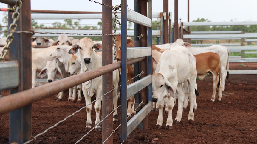 calves in yards on a cattle station