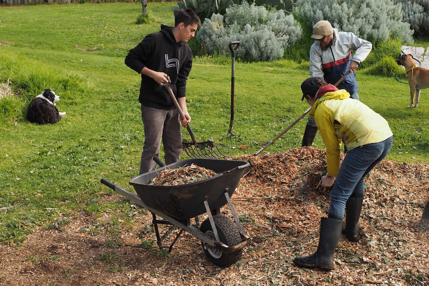 Two people raking up wood mulch into wheelbarrow