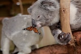 Willow the koala joey with a butterfly on her nose