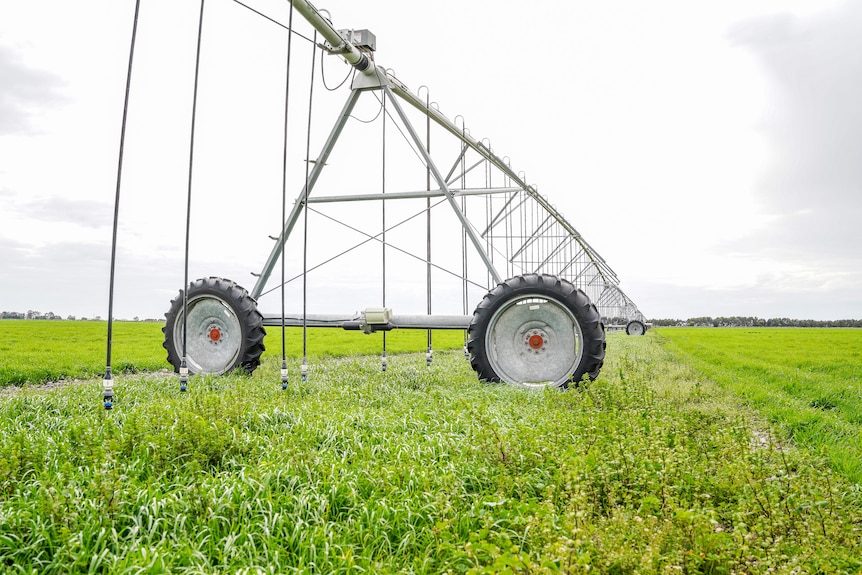 Irrigation infrastructure on wheels, in a young green wheat crop