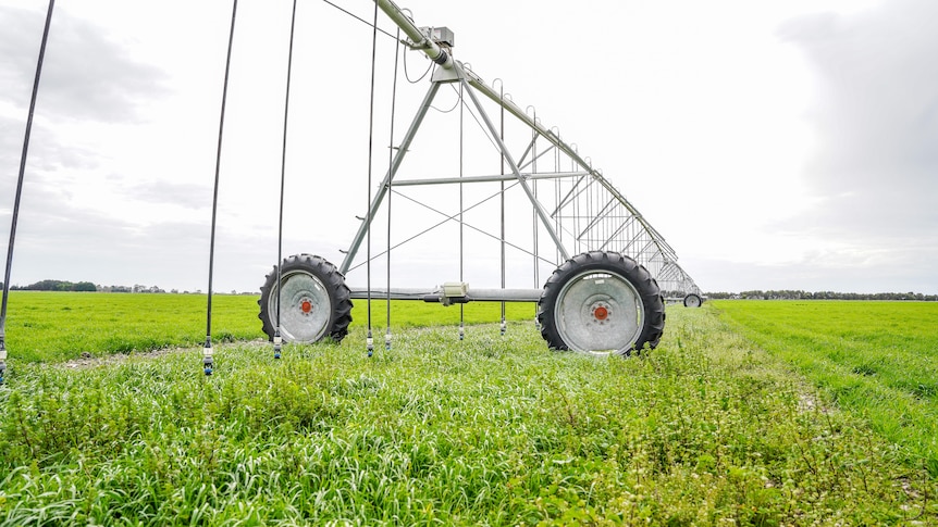 Irrigation infrastructure on wheels, in a young green wheat crop