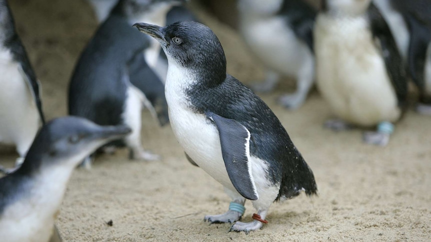 Little penguins
