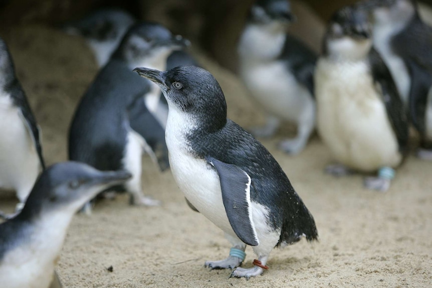 Little penguins