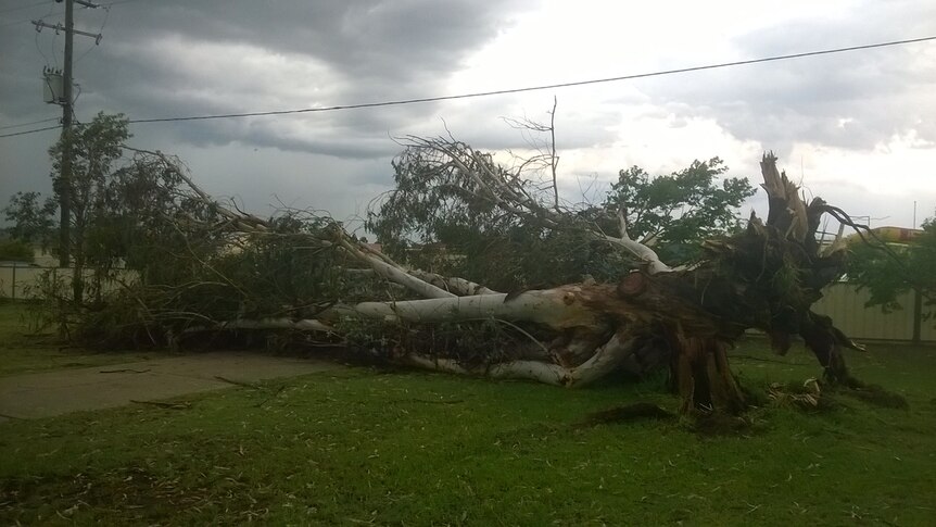 Trees were brought down in a wild severe thunderstorm that tore over Warwick