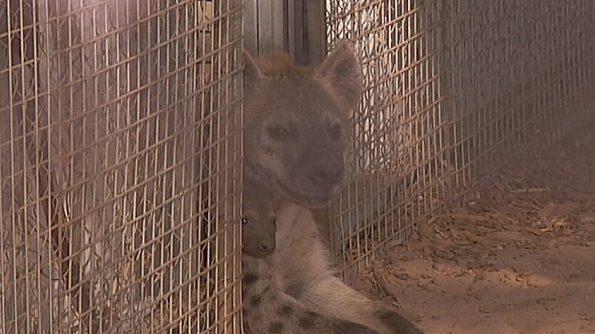 Hyena mother and cub at Monarto Zoo