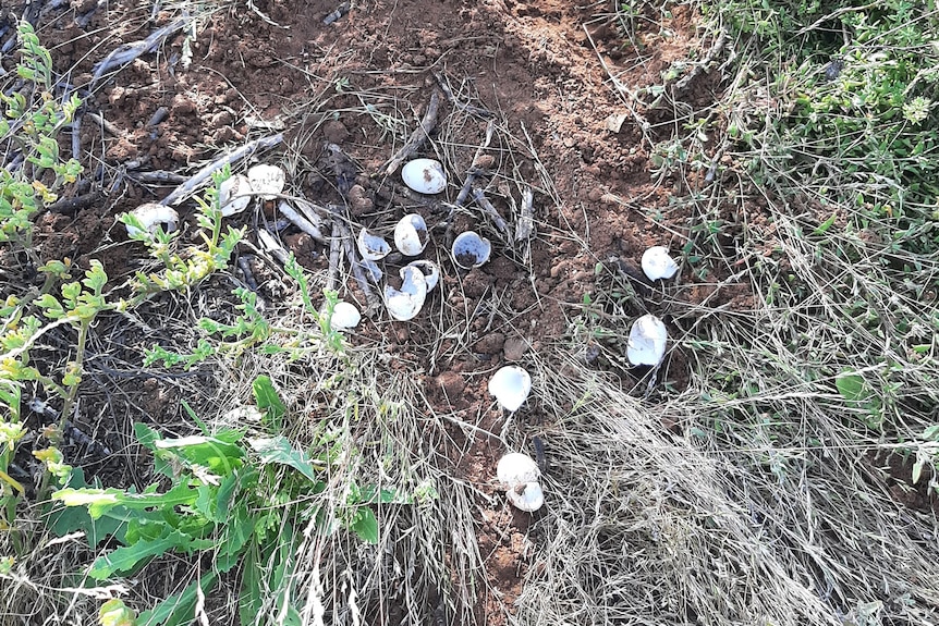 Broken egg shells scattered across the land.