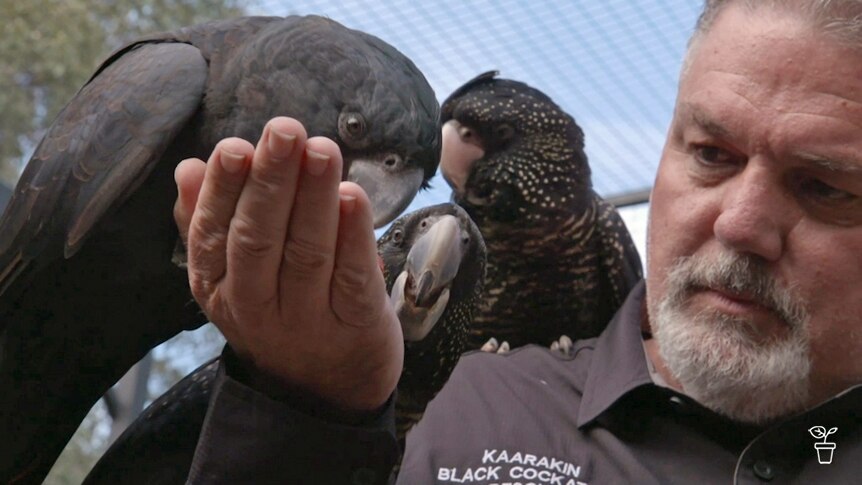 Man feeding black cockatoos inside an avairy.