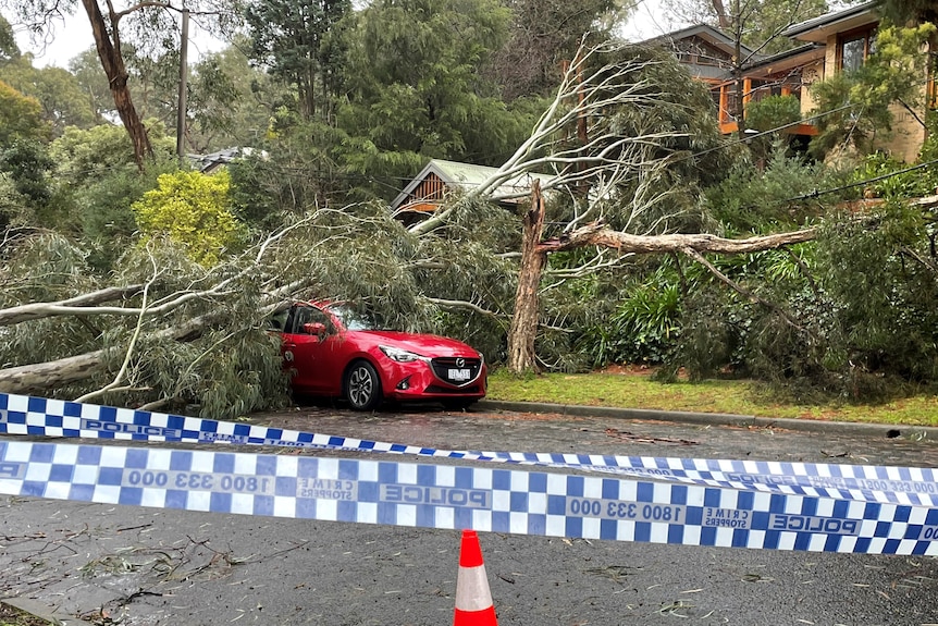 A large tree on top of a red car after a storm.