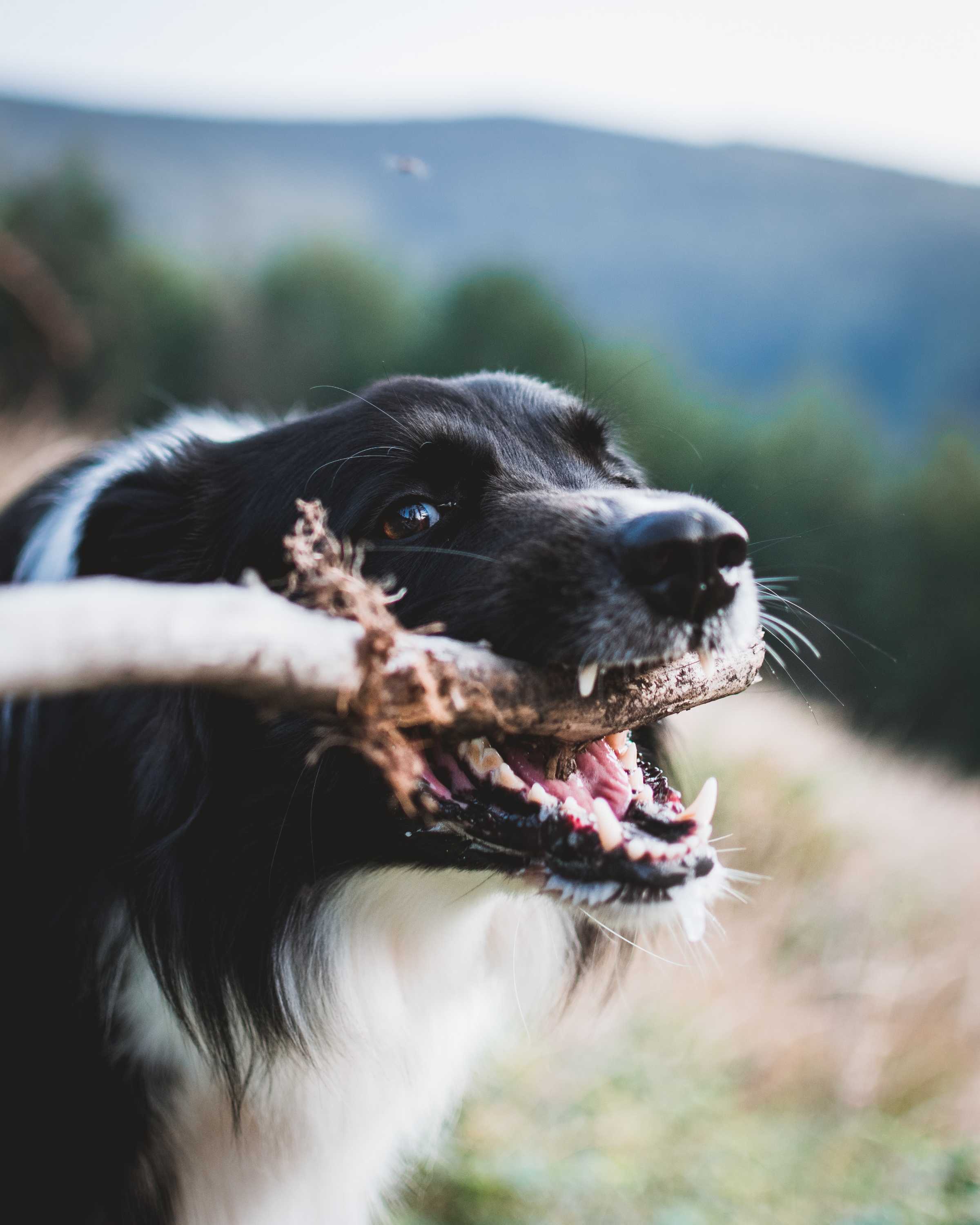 What playing with sticks can do to your dog - ABC listen