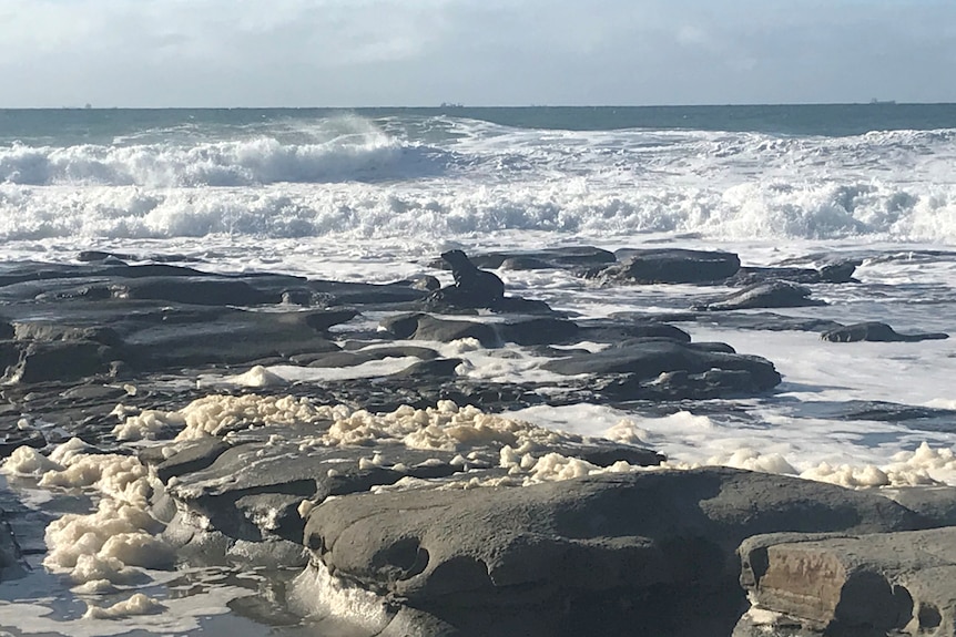 seal sunning itself on rocks at the water