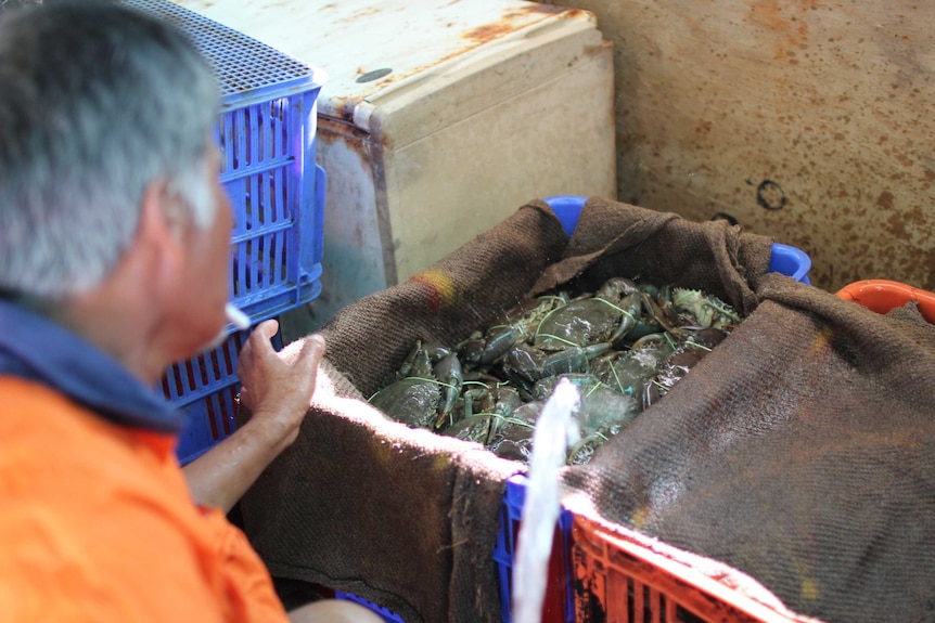a man pours water on a box of mud crabs
