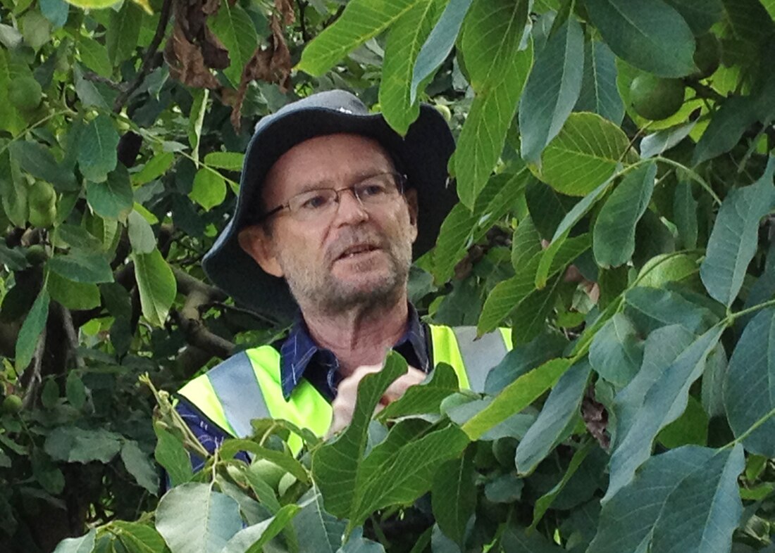 Cracking the walnut harvest code ABC News