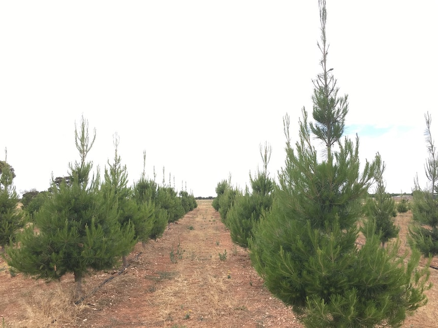 Christmas pine trees growing in SA's Riverland.