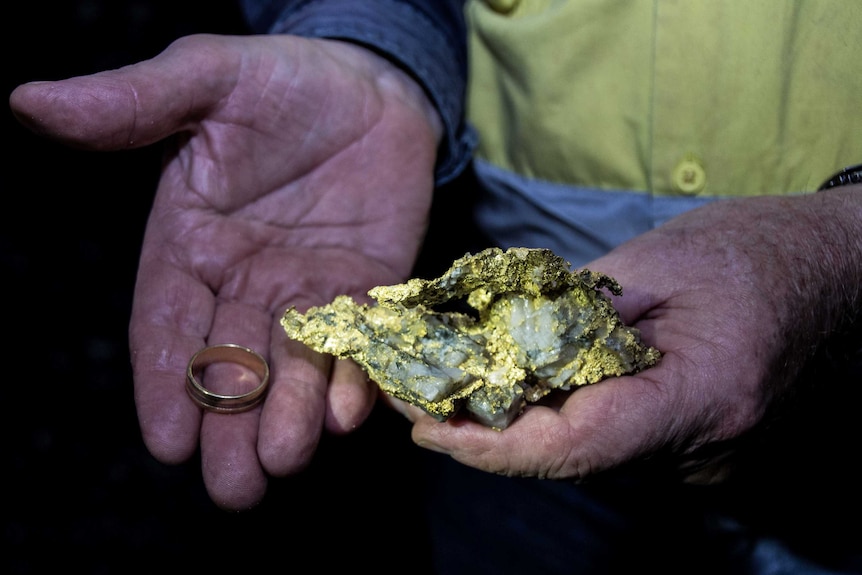 A rare gold specimen being held in the palm of a mine worker's hand next to a gold wedding ring