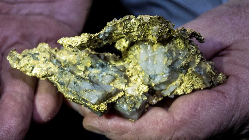 A rare gold specimen being held in the palm of a mine worker's hand next to a gold wedding ring