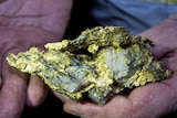 A rare gold specimen being held in the palm of a mine worker's hand next to a gold wedding ring