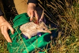 Bilby being released in the outback