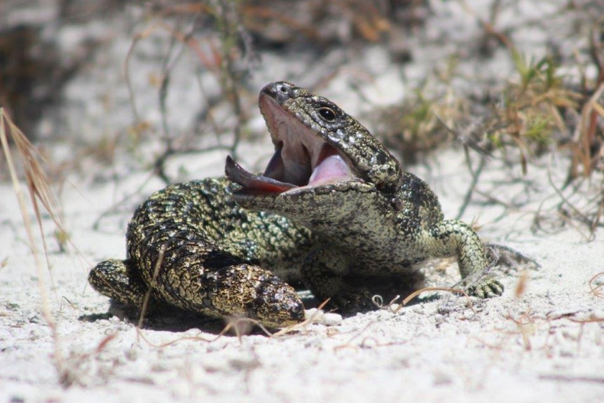 A bobtail lizard on sand with its mouth open and tongue out.