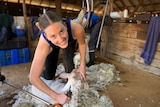 a young female is shearing a sheep and smiling at the camera