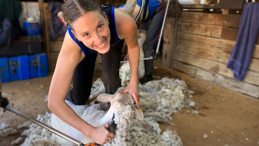 a young female is shearing a sheep and smiling at the camera