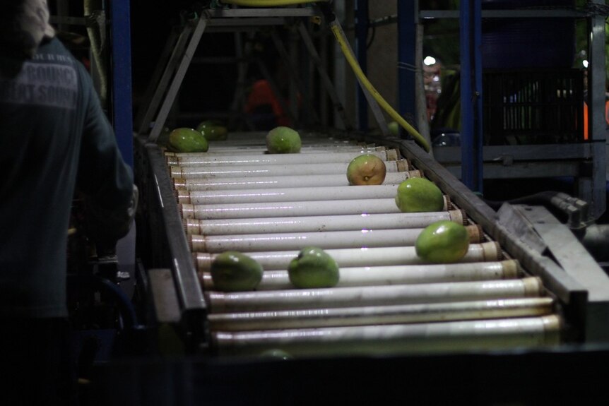 mangoes on a conveyor on a mango picking machine