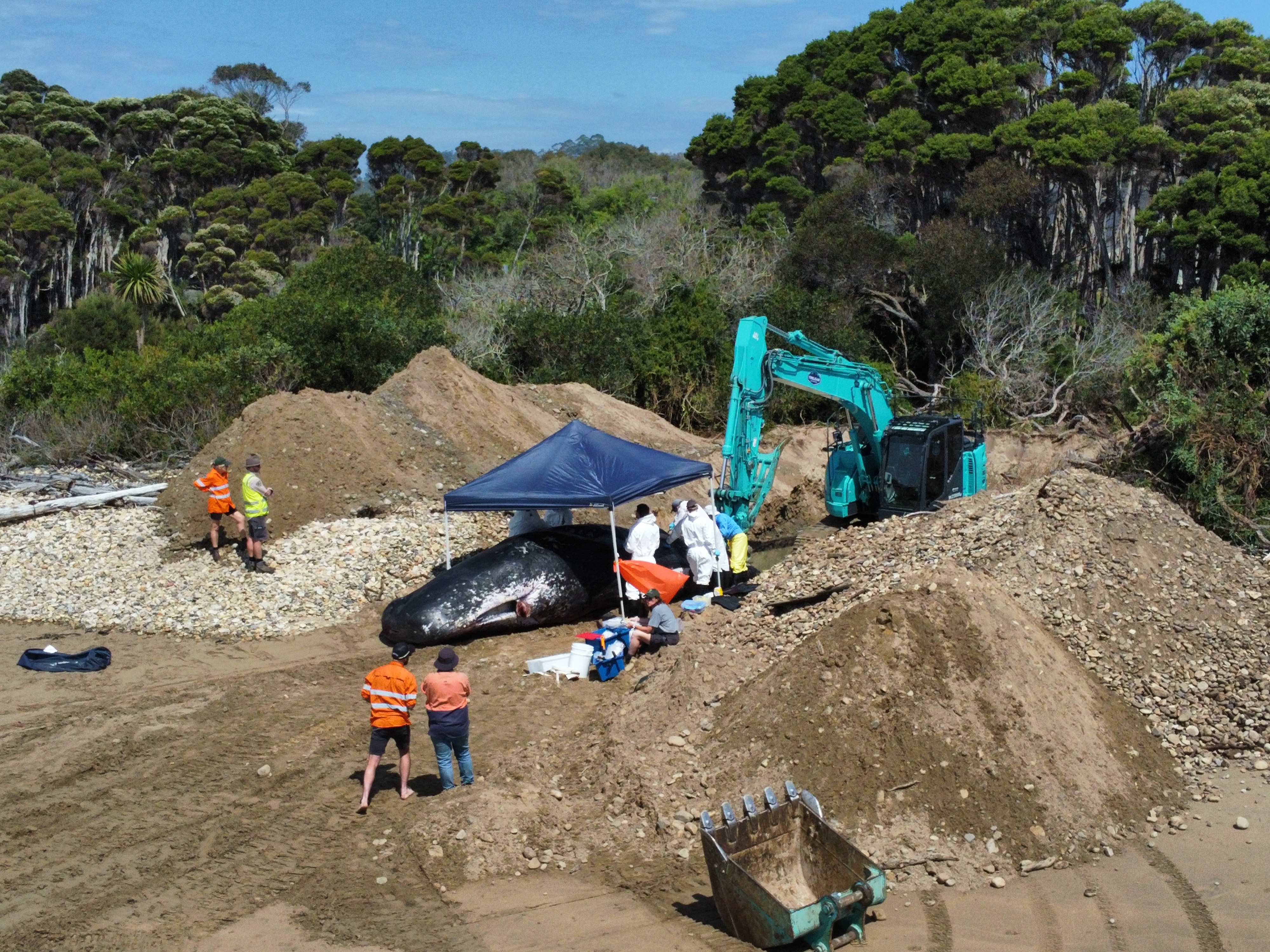 People stand around a dead whale on a beach