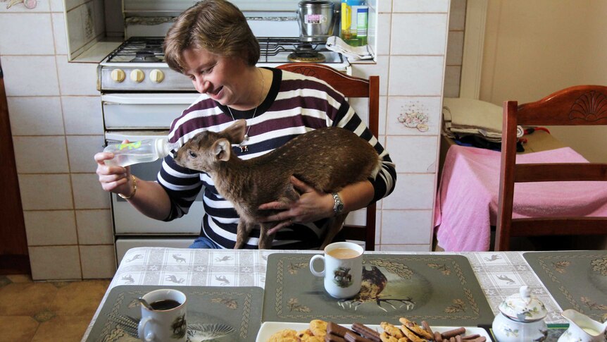 Marika McKinnon feeds hog deer 'Lucky' in her kitchen