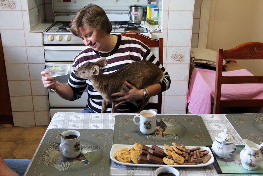 Marika McKinnon feeds hog deer 'Lucky' in her kitchen