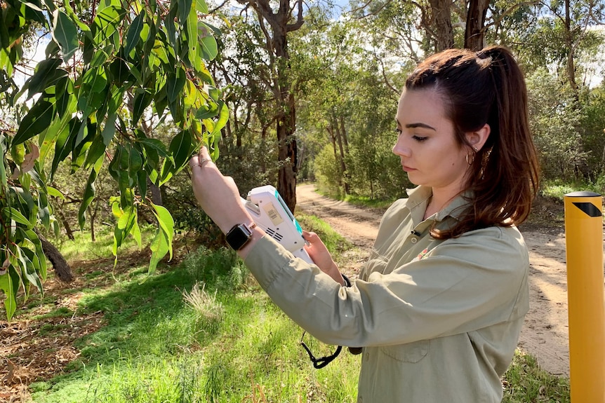 Scientist Emily Tudor tests the health of the trees at Kings Park.
