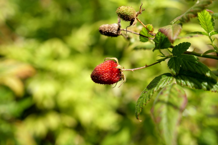 A red raspberry ripe for the picking