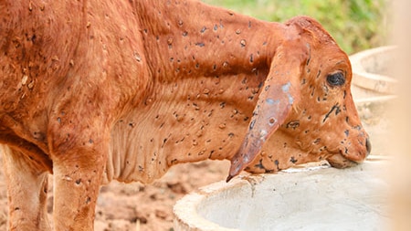 A cow with spots on it caused by cattle.