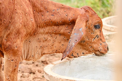 A cow with spots on it caused by cattle.