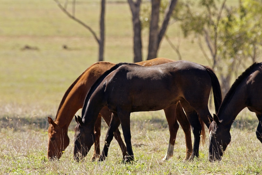 a number of horses grazing in a paddock